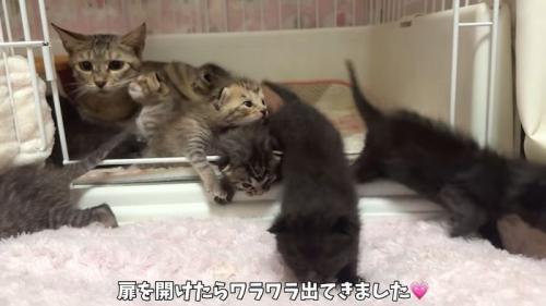 かのこママとわらわら出てくる子猫たち