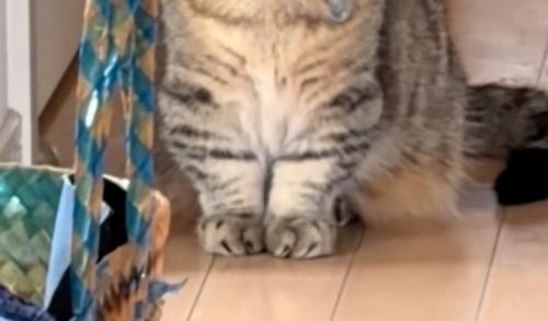 猫の前足