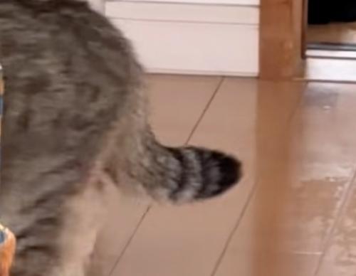 尻尾が下がる