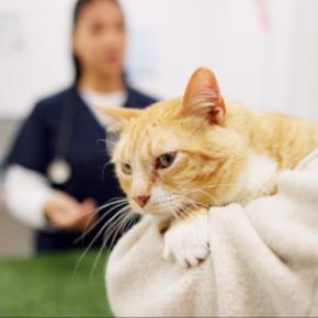 猫の『パンドラ症候群』はどのような病気？主な原因や症状の特徴、予防法まで解説
