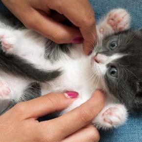 猫も『くすぐったい』と感じるの?反応を示しやすい場所や嫌がっているサインまで