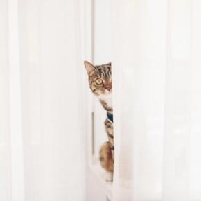愛猫が『あなたの見えないところでやっていること』5つ 内緒にしたがる理由から注意点まで