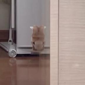 壁から顔を出して見つめてきた猫→ツヤツヤの壁に映り込んで…まさかの光景に「吹いたw」「わかっててやってるでしょw」と笑う人が続出