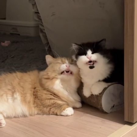 口を少し開けた2匹の猫