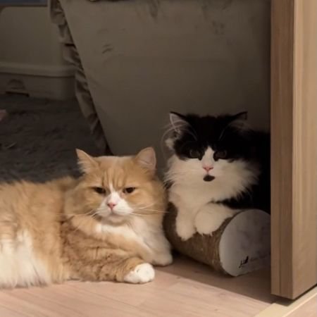 並んで正面を向く2匹の猫