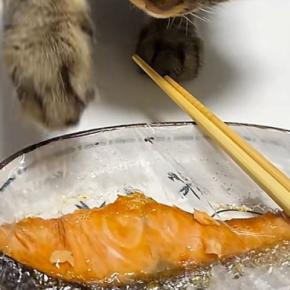 鮭をバレないように取ろうとする猫→『顔』を見てみると…まさかの光景が171万再生「全然バレてるのにw」「めちゃめちゃかわいい」