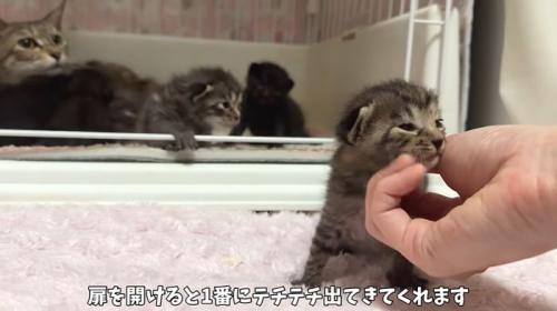 甘えるざいくん