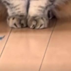 家の外に『工事のおじさん』がやってくると…『猫の反応』が可愛すぎると65万再生「おじさんいるって顔ｗ」「置物かと思ったｗ」