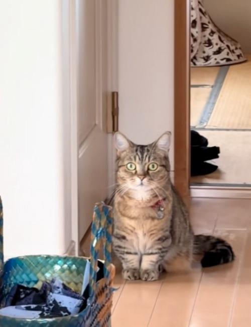 固まる猫