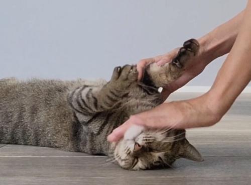 仰向けになった猫の顔と体を撫でる飼い主