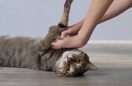 仰向けになる猫
