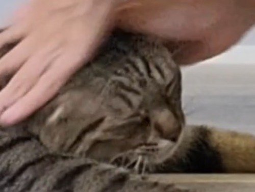 飼い主に撫でられて目を細める猫
