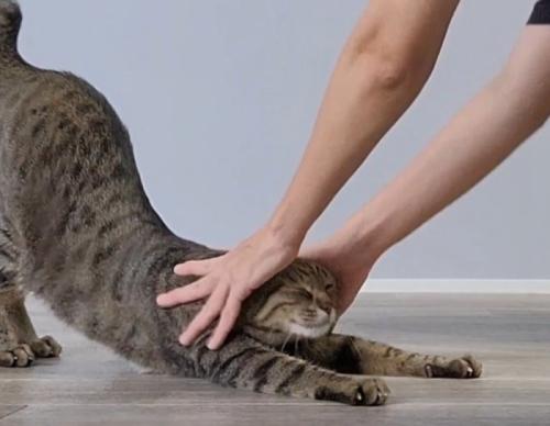 伸びをしている猫の頭を両手で撫でる飼い主