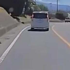 車の運転中、道路脇で『何かが動いている』のが見えて…小さな命が救われた一部始終に「気づくの凄い」「見つけてもらえてよかった」の声