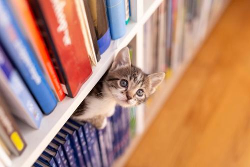本棚に入った猫