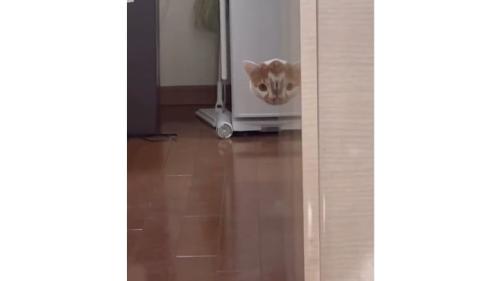 室内にいる猫