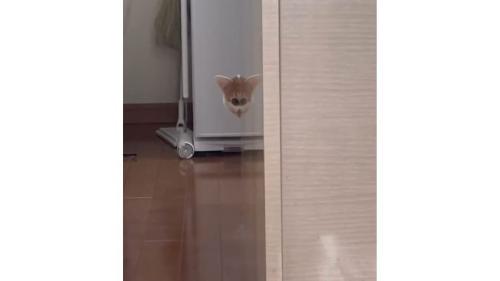 室内にいる猫