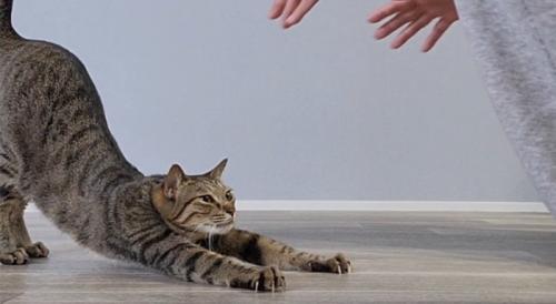 前足を伸ばしてお尻を高く上げる体勢になる猫