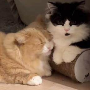 仲良くくつろぐ『2匹の猫』を撮っていると…動きが完全に『シンクロした瞬間』に「タイミングも時間も一緒ｗ」「可愛すぎたｗ」と反響