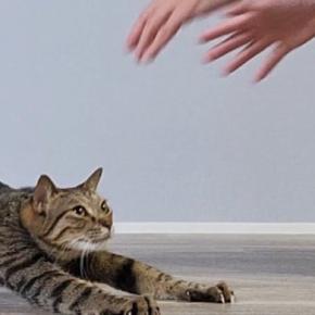 『撫でてほしい猫』と『撫でたい飼い主』…需要と供給が完全一致した光景に6万9000いいね「溶けてゆくw」「めっちゃ癒される~」