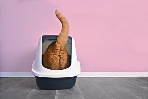 トイレに入る猫