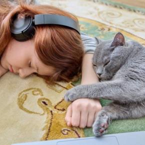 猫があなたの『顔の近くで寝ようとする』ときの理由5つ どんな気持ちでそばに来るの?応え方のポイントも