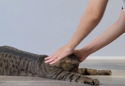 飼い主に頭を撫でられて地面に伏せる猫