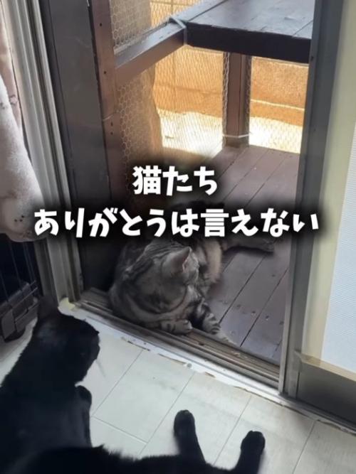 外を見ながら寝そべる猫たち