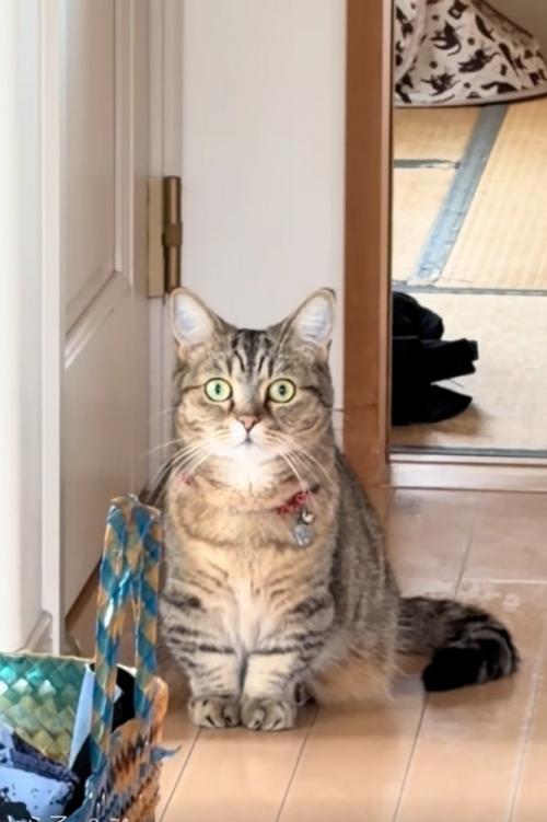 微動だにしない猫