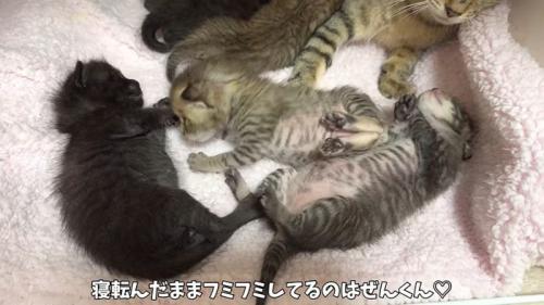 ふみふみするぜんくん