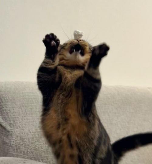 お口まで大きく開けた猫