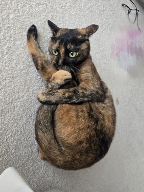 自分の体を抱きかかえてしっぽの毛づくろいをしている猫