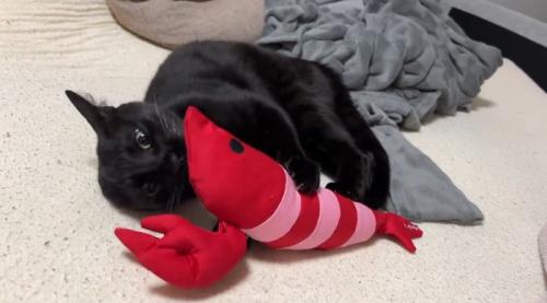 海老のぬいぐるみにしがみつく縞模様の黒猫