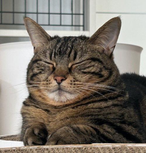 縮こまっている猫