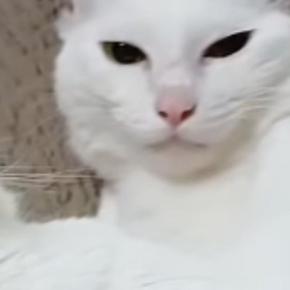 一緒に暮らす猫に『激しい毛づくろい』をされた猫…思わず笑ってしまう『まさかの光景』が11万再生「芸術は爆発だｗ」「なんかかっこいいｗ」