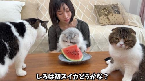 テロップ「しろは初スイカ～」