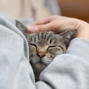 猫が『大好きな人』だけにする行動5つ　心を許しているサインや愛情の返し方まで
