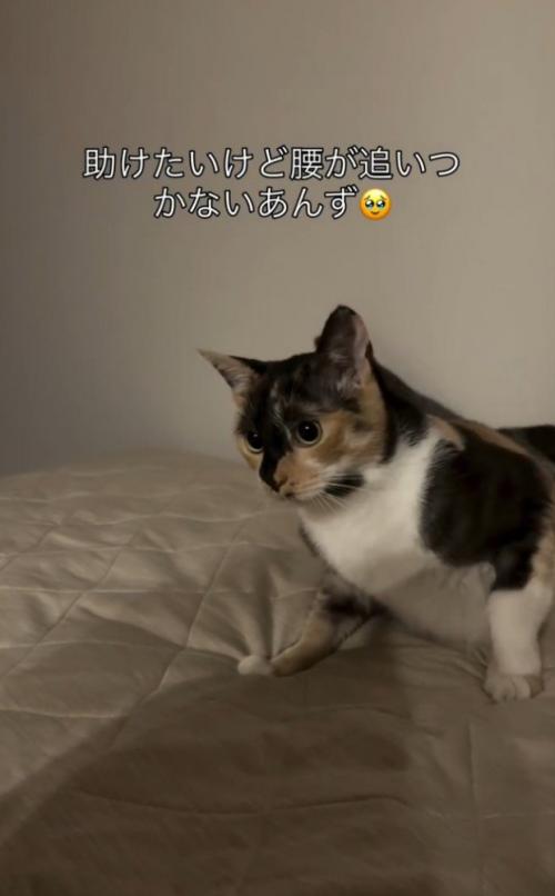 「助けたいけど…」と書かれた写真