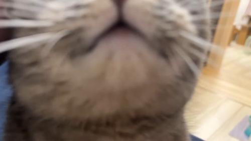 ドアップ