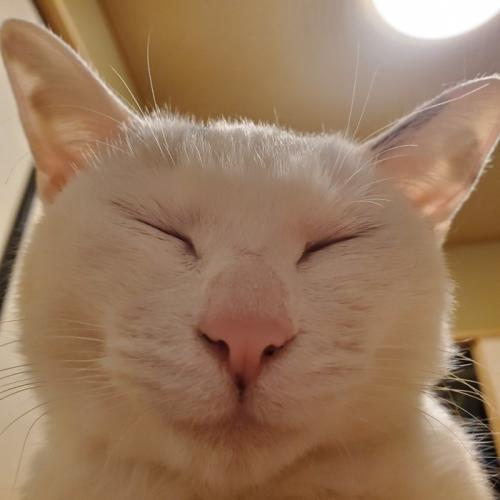 目を閉じている猫の顔