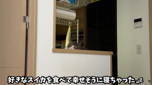 テロップ「好きなスイカを～」