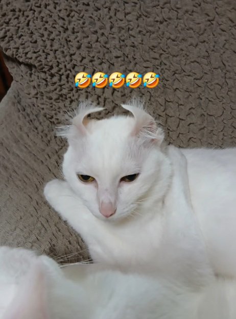 座る猫