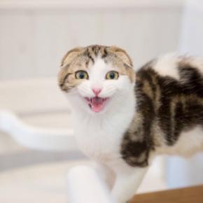 猫があなたに向けて『話しかけてくる』理由3つ 鳴き方による違いや応え方のポイントまで