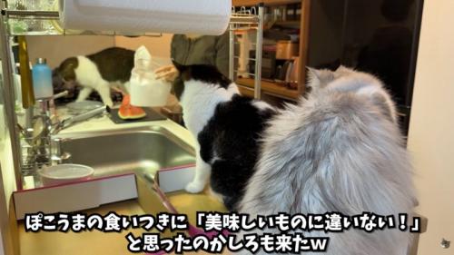 テロップ「ぽこうまの食いつきに～」