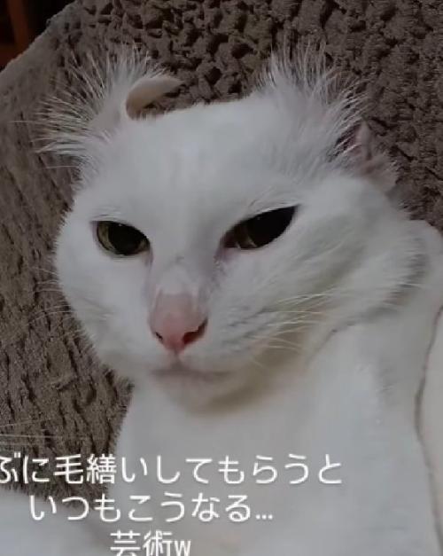 耳毛がパヤパヤな猫