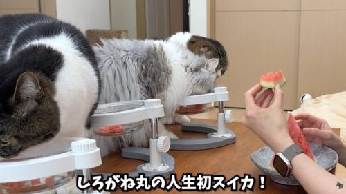 テロップ「しろがね丸の人生初スイカ」