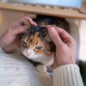 猫の『耳のケア』サボると起こるトラブル2つ お手入れが欠かせない理由や正しい方法も解説