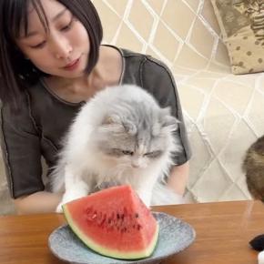 初めて見る『スイカ』に無関心な子猫が先住猫の反応で一変…微笑ましい光景に「みんな可愛すぎ」「幸せそうな顔ｗ」と笑顔になる人が続出