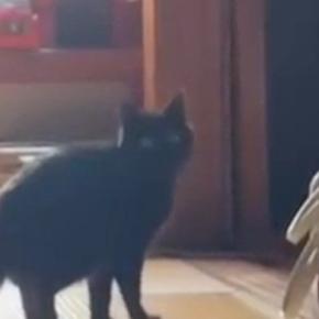少し離れた場所からチラチラと見てくる黒猫→『おいで』と声をかけると…尊すぎる光景が34万再生「キュンキュンする」「何回も見てしまった」