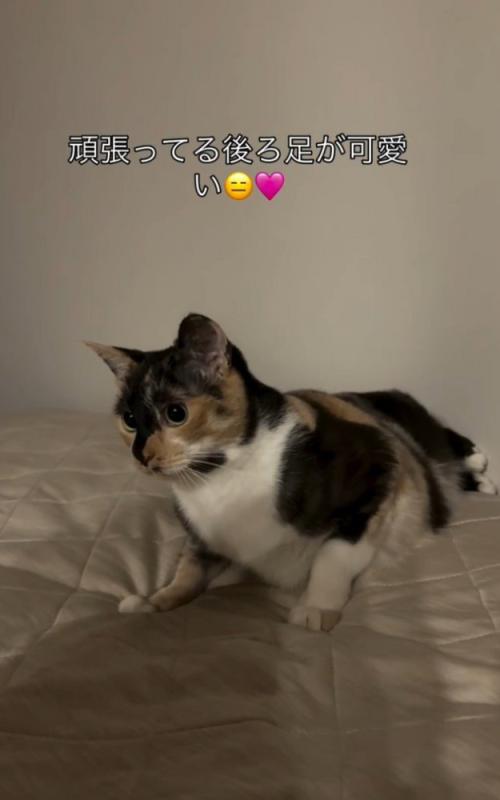 「頑張ってる…」と書かれた写真